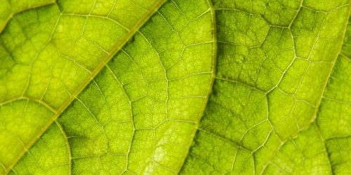 Varietal creation and patent: Always to follow.